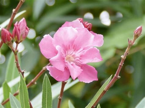 夾竹桃 有毒|夾竹桃（キョウチクトウ）の毒性とは？猛毒の花の特。